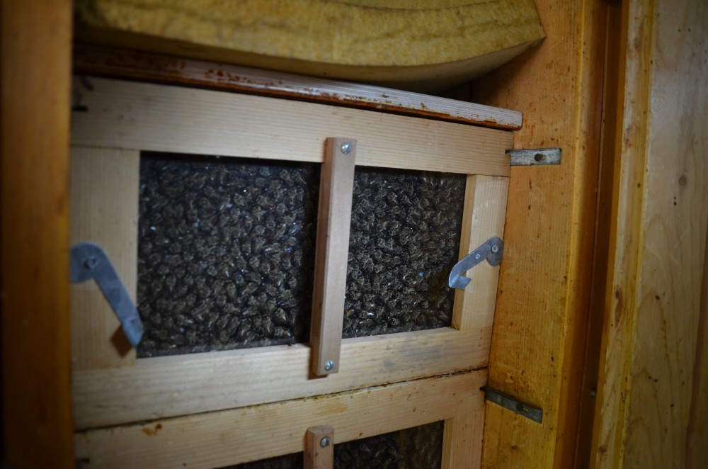 Wochenbericht Apigenia